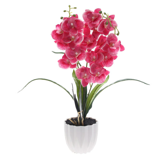 Table Plant – Orchid Bloom – Pink – 2025471