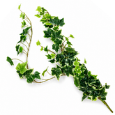 Common Ivy Light Green Filler