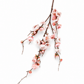 Cherry Blossom White & Pink Flower Stem
