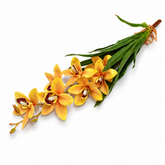 Cymbidium Orchid Yellow Bunch