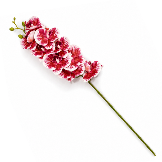 Orchid Purple Flower Stem