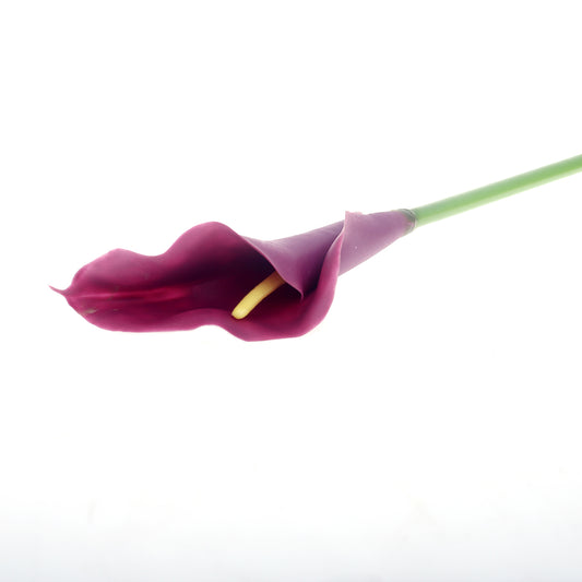 Callalily single flower.Unspecified...21260 - Habitt