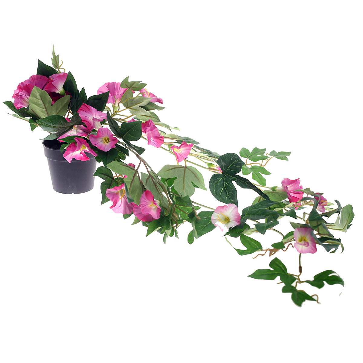 petunias hanging plants.Unspecified...22744