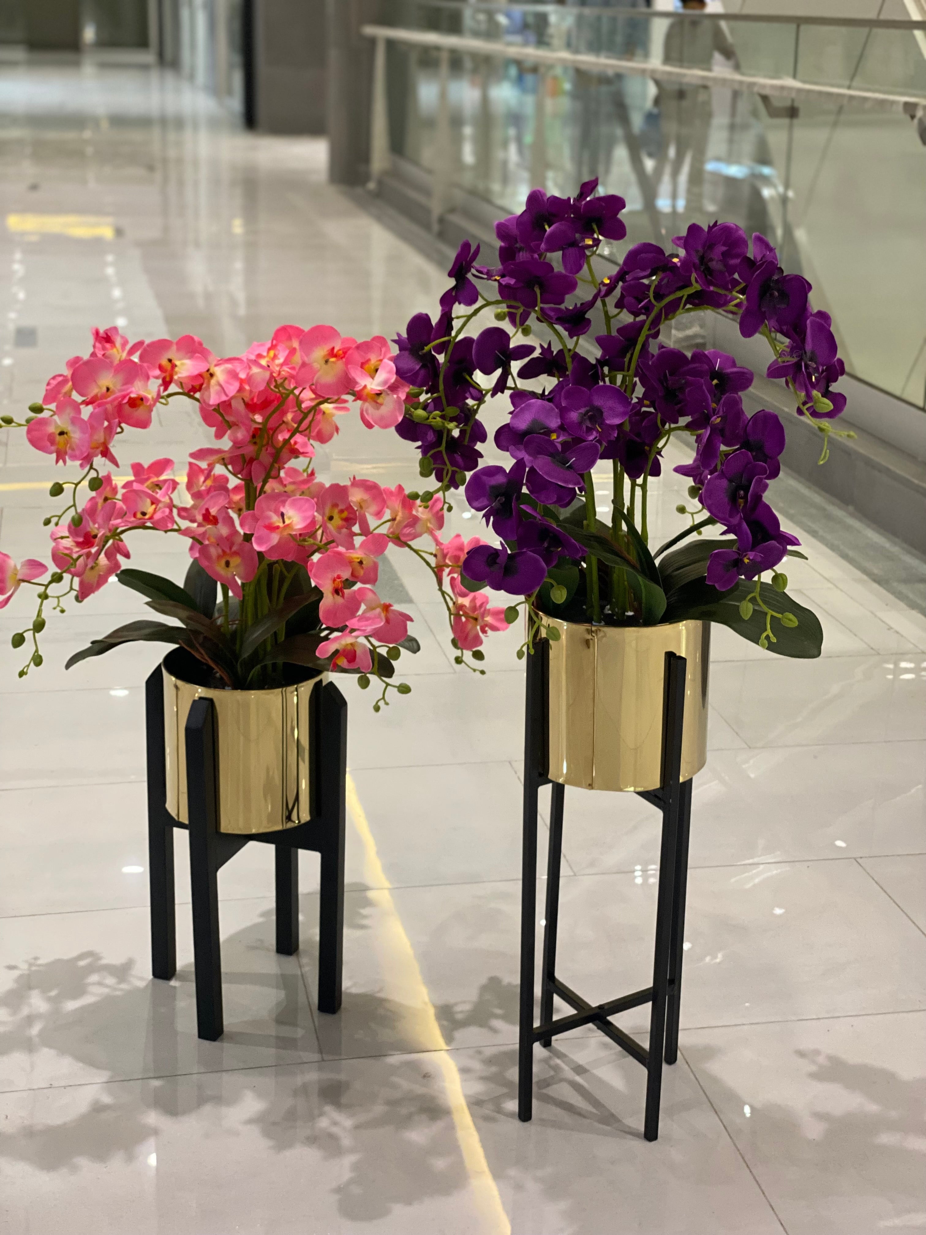 Orchids in Century Stands