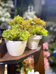 Mini pots Succulent
