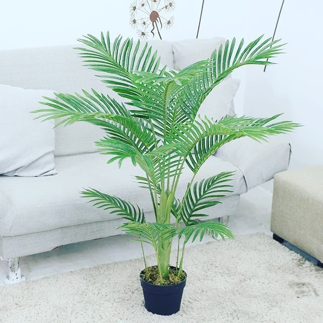  Palm Plants
