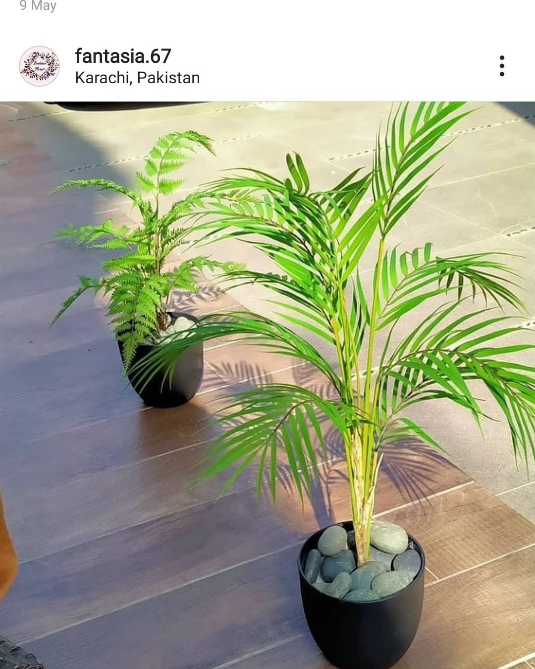 small areca plant 