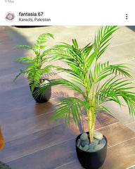 small areca plant 
