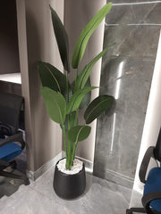Banana with Planter 5.5ft
