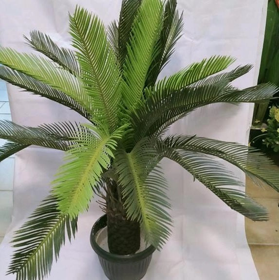 kangi palm 
