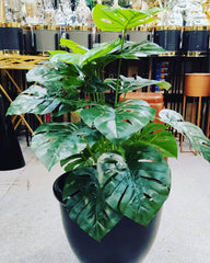 monstera with pot 