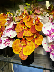 Mini orchids