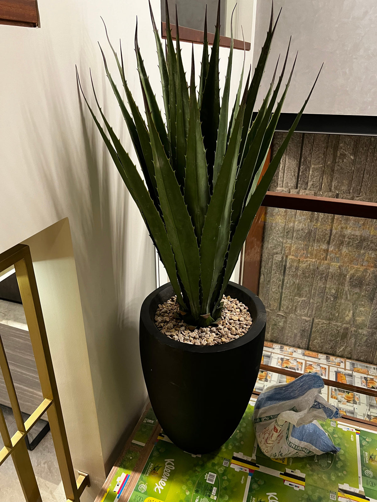 AloeVera with fiber planter