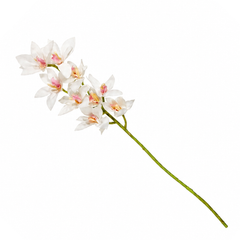 Syngenium White Stem – 24 Inch