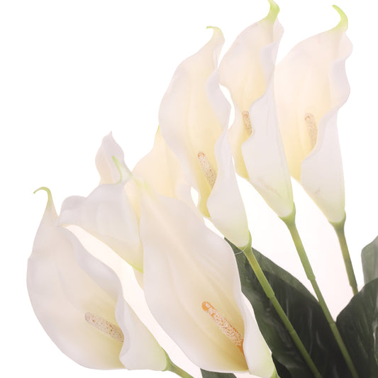 Cala Lily Bush White