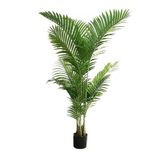 Areca Palm Plant Large Decorative Palm - Assorted