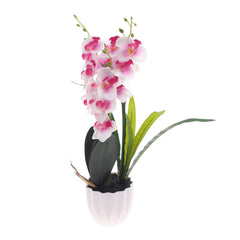 Table Plant – Orchid Bloom – White & Pink – 2025471