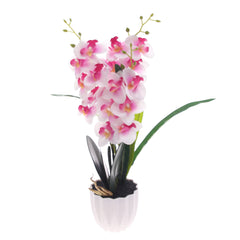 Table Plant – Orchid Bloom – White & Pink – 2025471