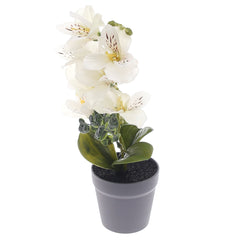 Table Plant – Blooming Lily – White – 2025366