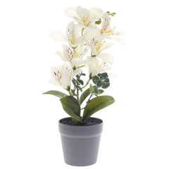 Table Plant – Blooming Lily – White – 2025366