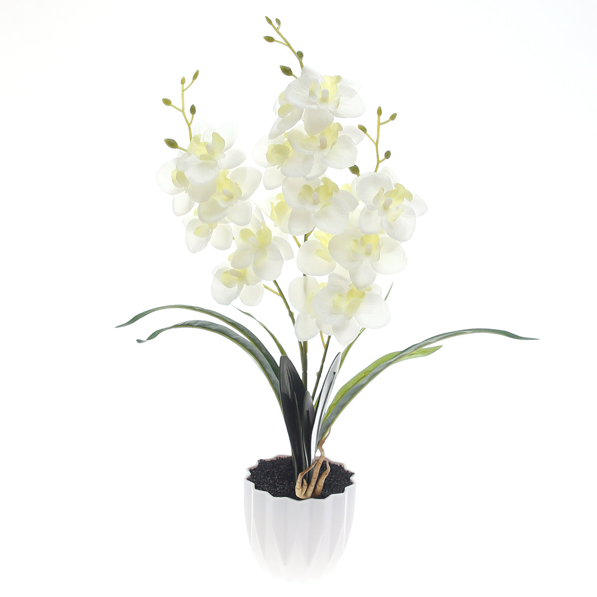Table Plant – Orchid Arrangement – White – 2025471