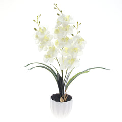 Table Plant – Orchid Arrangement – White – 2025471