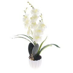 Table Plant – Orchid Arrangement – White – 2025471