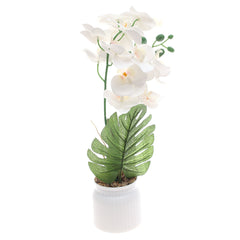 Table Plant – Orchid Arrangement – White – 2025624