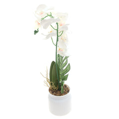 Table Plant – Orchid Arrangement – White – 2025624