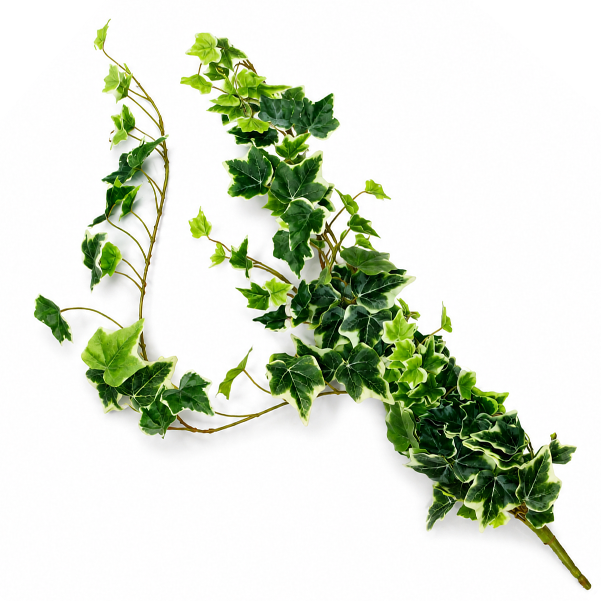 Common Ivy Light Green Filler