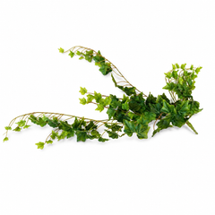 Common Ivy Light Green Filler