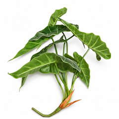 Monstera Leaf Filler Bunch – Artificial Green Decorative Foliage