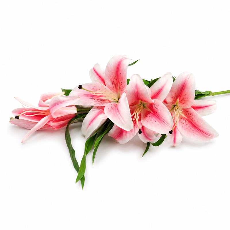 Lily Pink Flower Stem