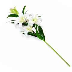 Lily White Flower Stem