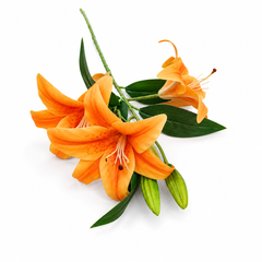 Magnolia Orange Flower Stem