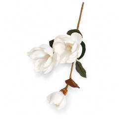 Magnolia White Flower Stem