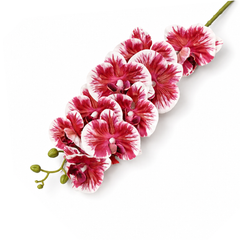 Orchid Purple Flower Stem