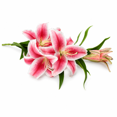 Lily Flower Pink Standard