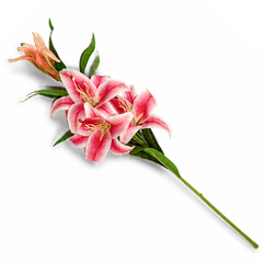 Lily Flower Pink Standard