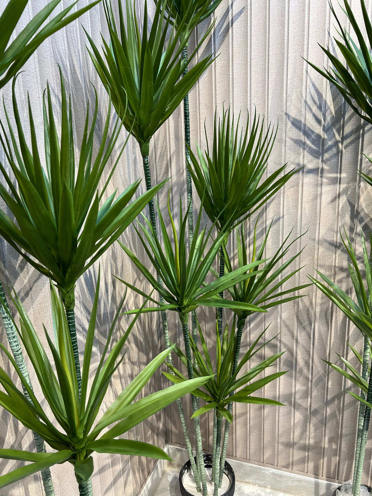 Exclusive yucca plants