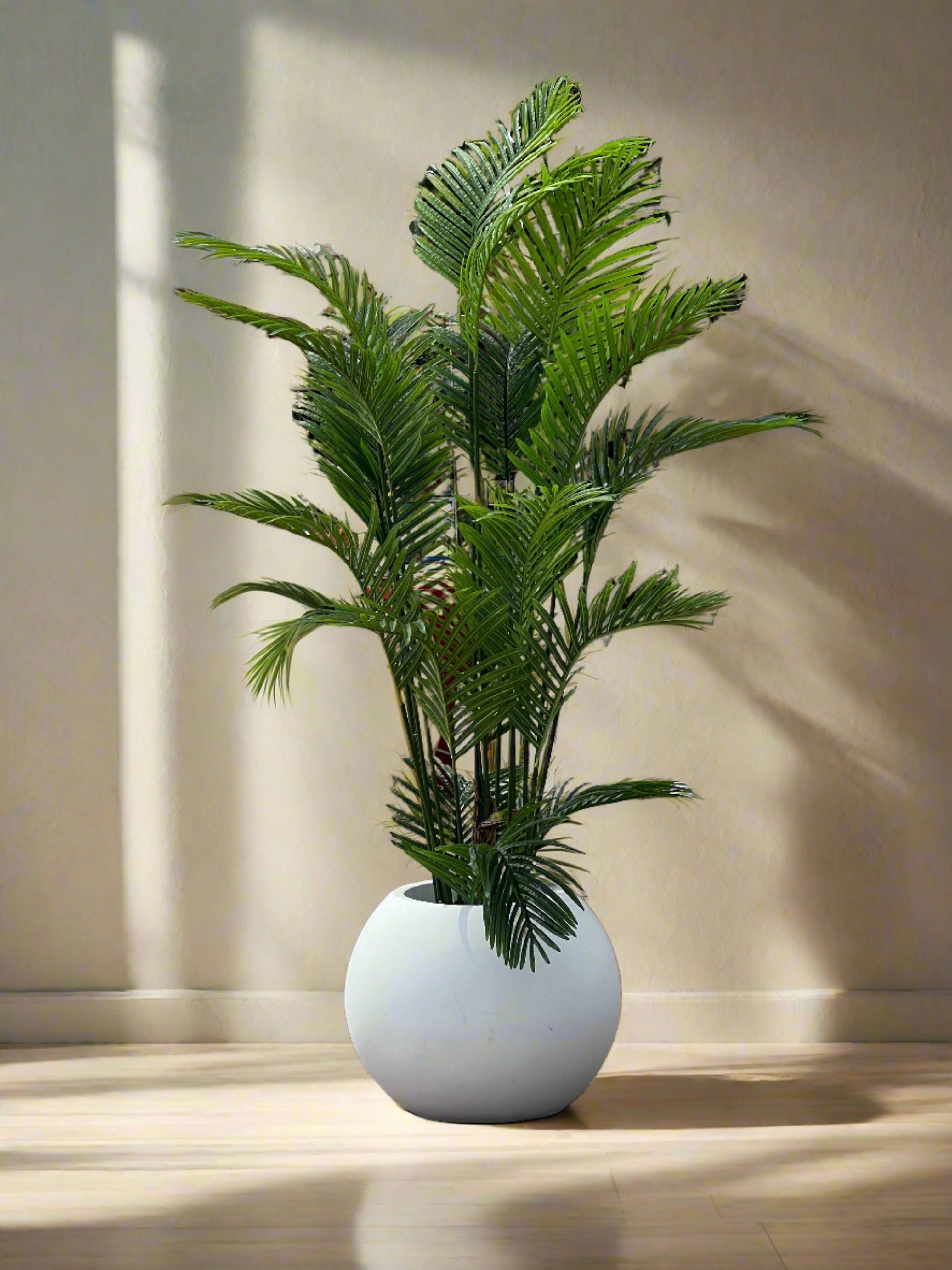 7ft Areca Palm 