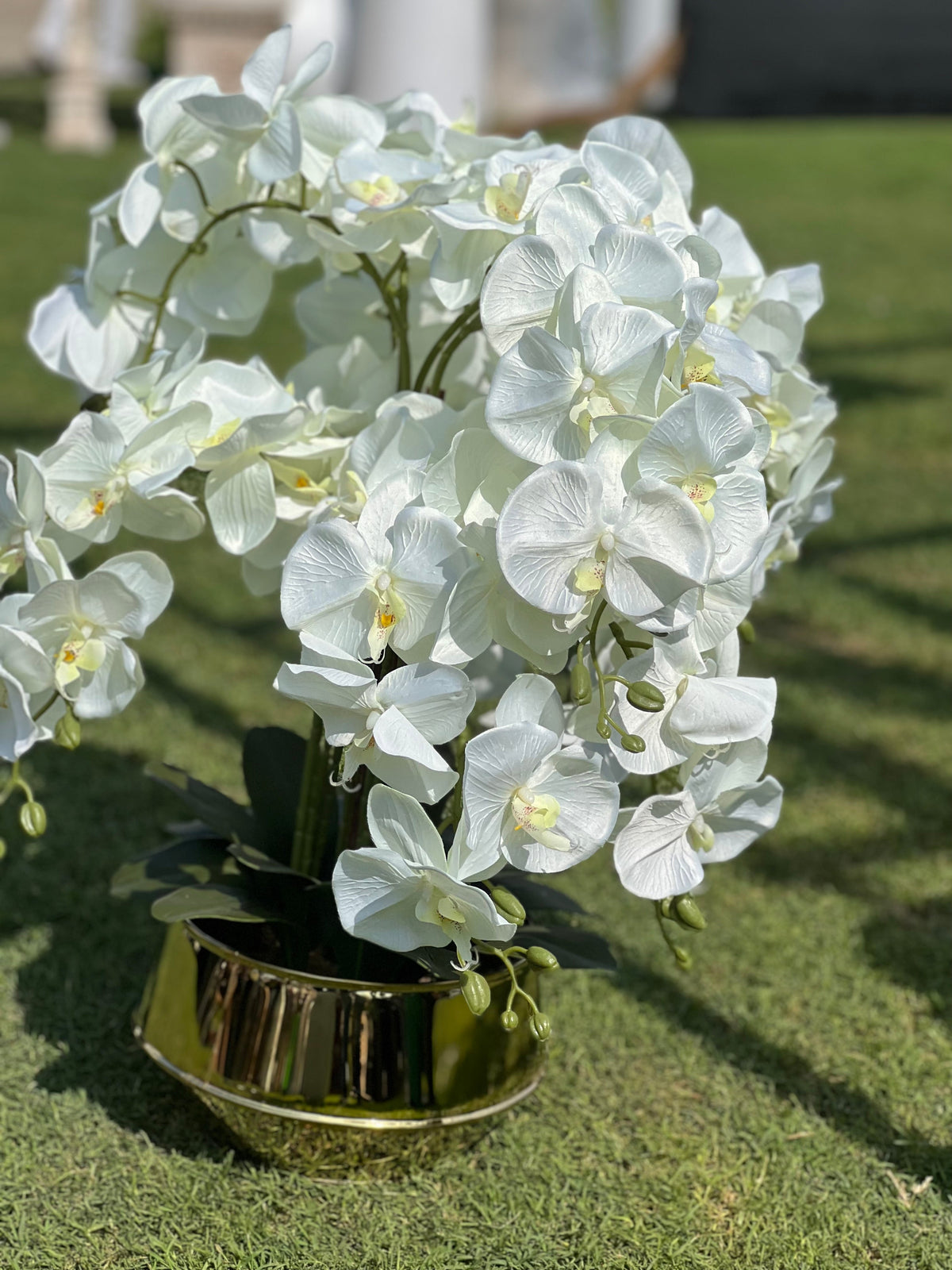 Silky Orchids with gold Ss pot