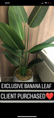 Imported High-end Banana Palm