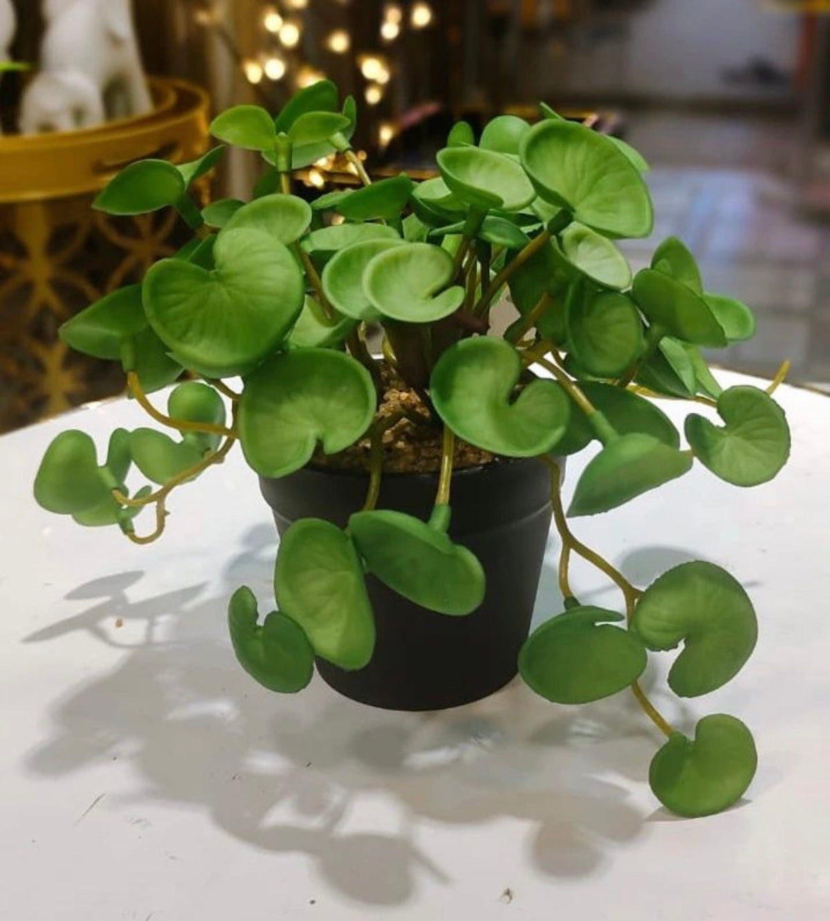  mini Plants