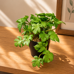 Mini Artificial Decorative Plant