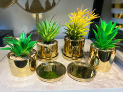 Elite Golden pot Succulent