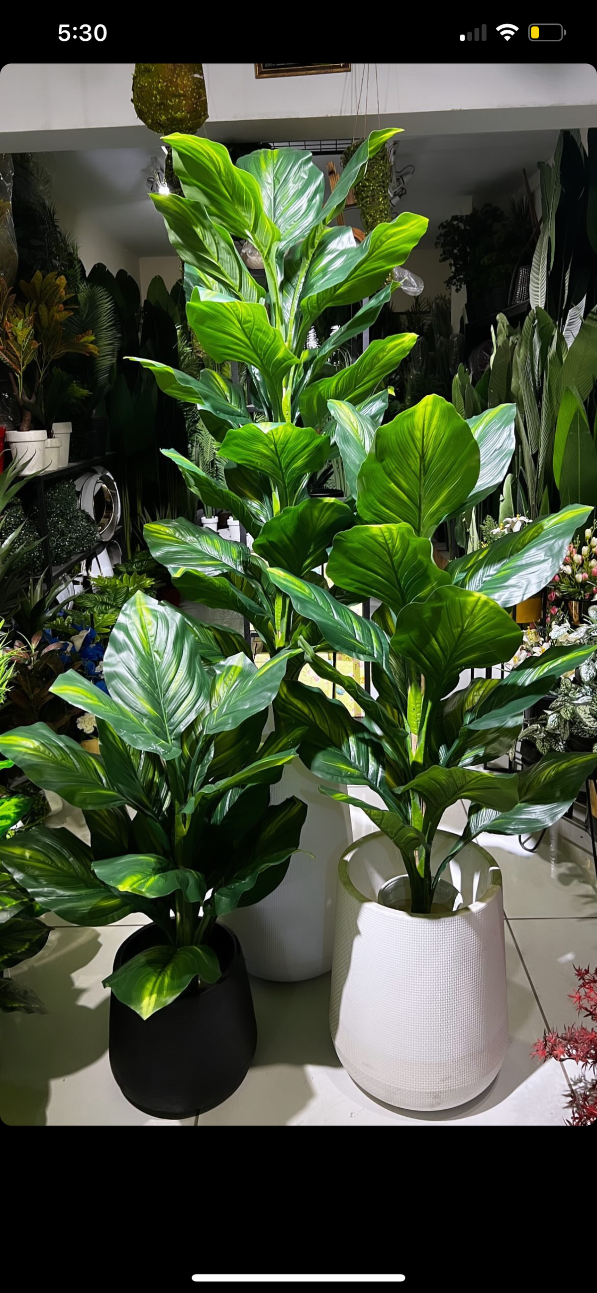 High Quality money Plant with pot
