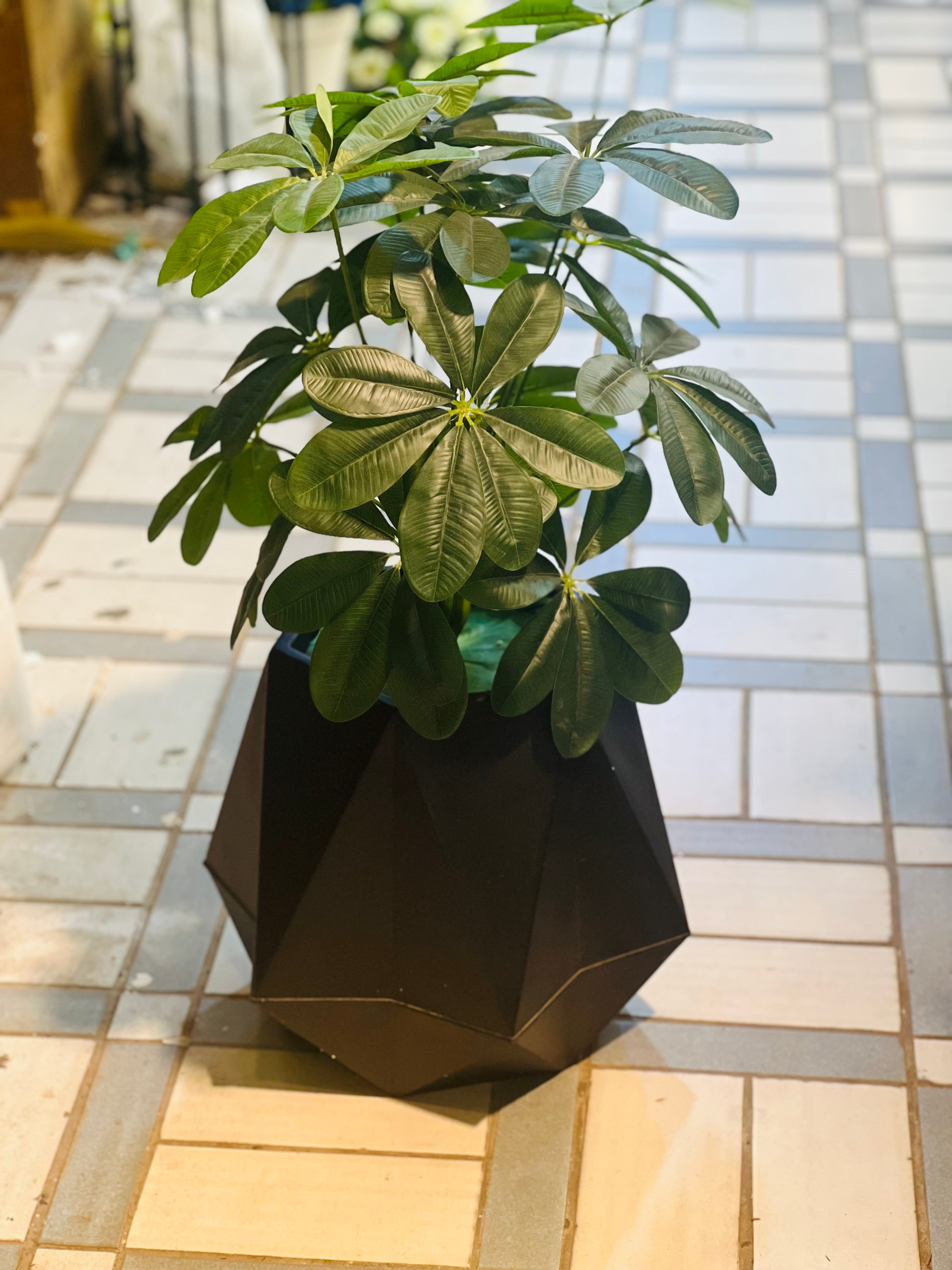 Plant with hexagon pot