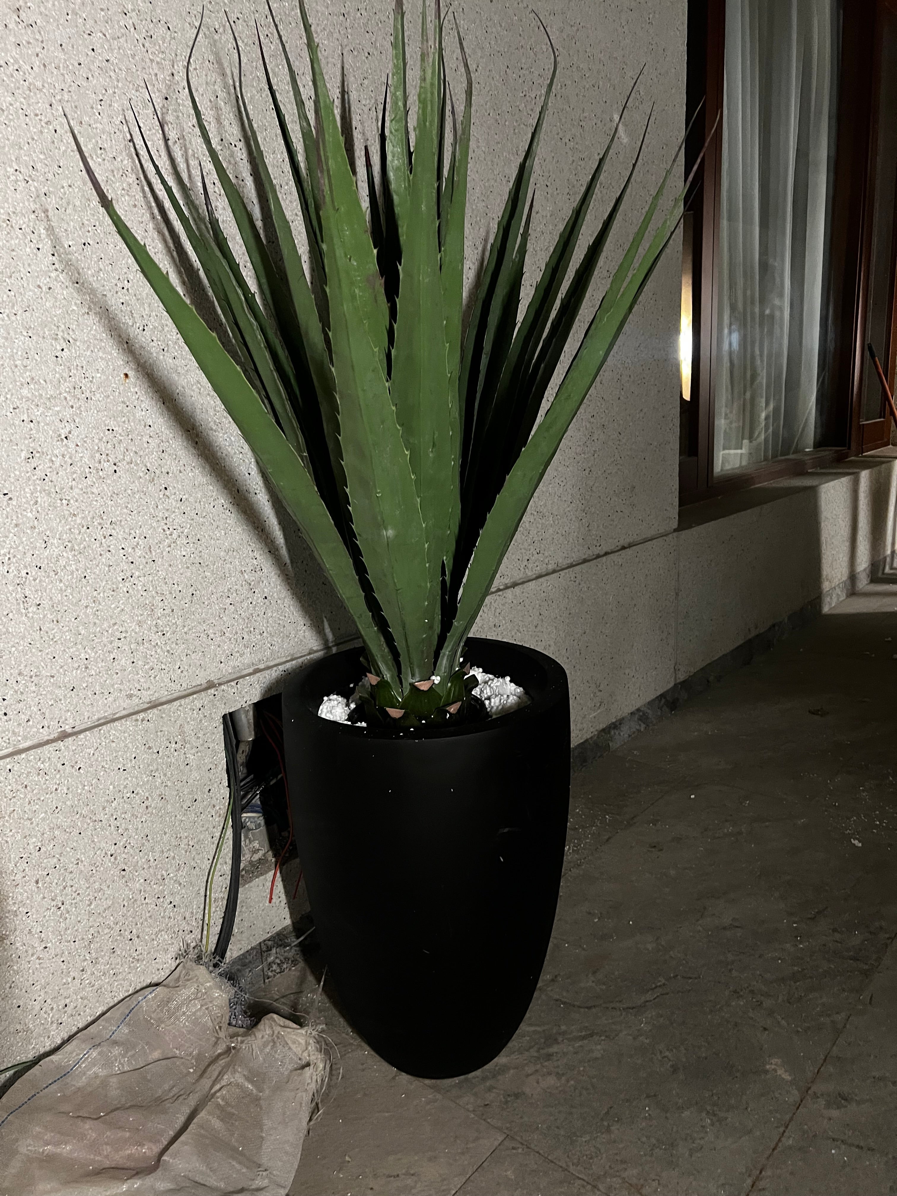 AloeVera with fiber planter