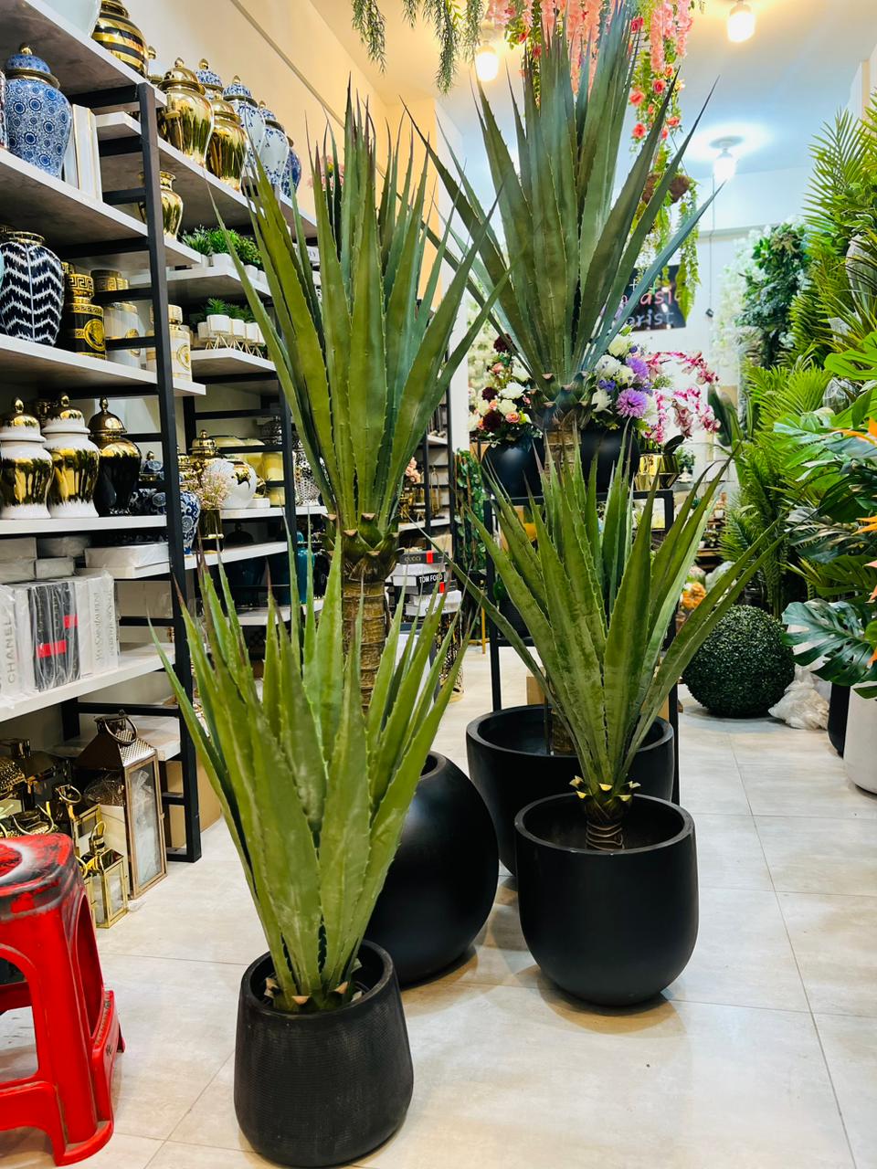 Exclusive Aloevera plants with planters